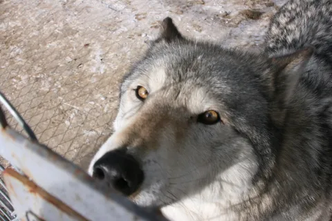 Wild Spirit Wolf Sanctuary