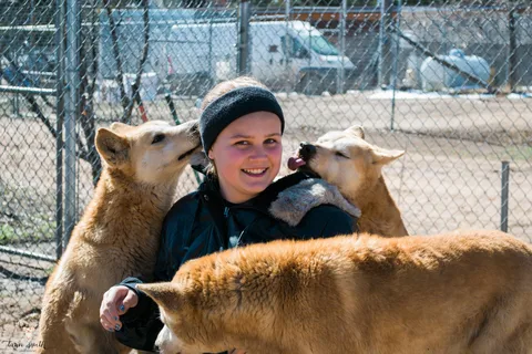 Wild Spirit Wolf Sanctuary