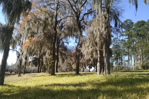 Lake Bistineau State Park
