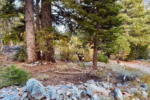 Lundy Lake Resort
