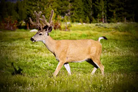 Tuolumne Meadows - Yosemite National Park