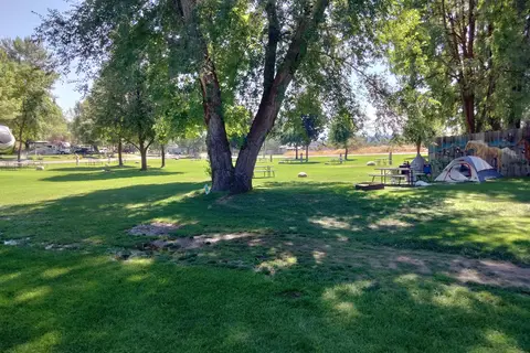Pine Near RV Park and Campground