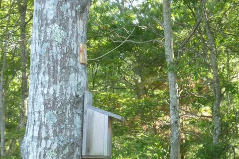 Area 2 - Shawme Crowell State Forest