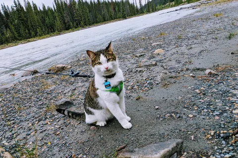 Mount Kerkeslin Campground - Jasper National Park