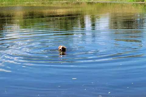 Twin Pines RV Park and Campgrounds
