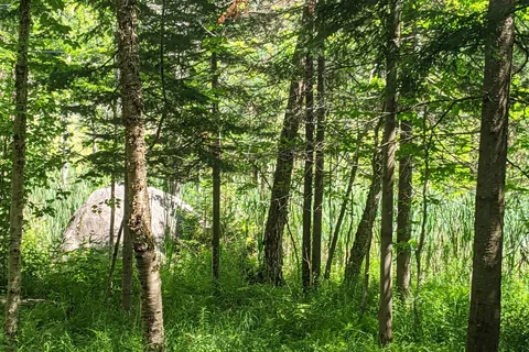 Blue Jay Campsites