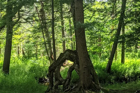 Blue Jay Campsites