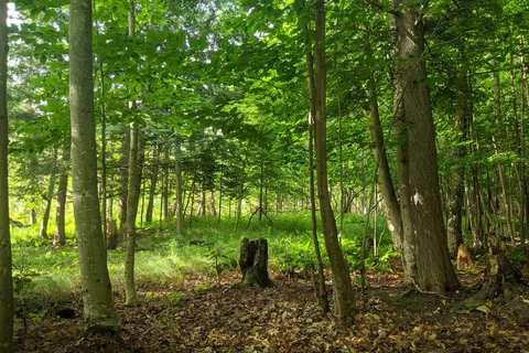Blue Jay Campsites