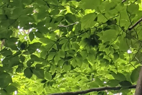 Blue Jay Campsites