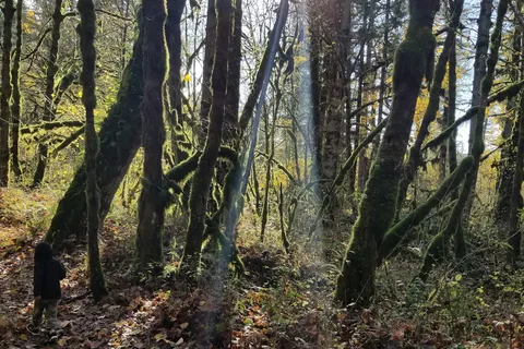 North Santiam State Recreation Area