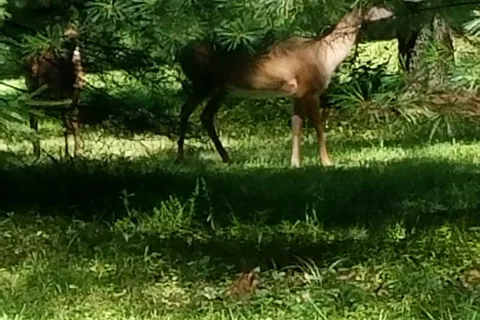 Laurel-lock Campgrounds