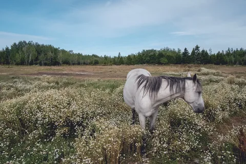 Harmony Acres