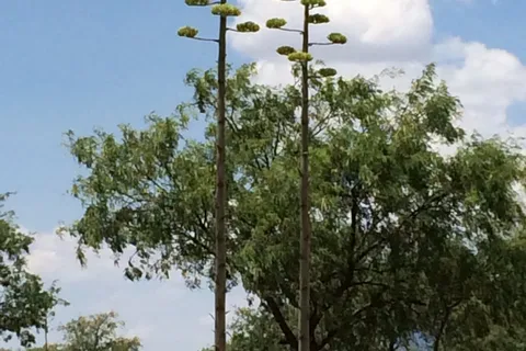 Tombstone Territories RV Resort