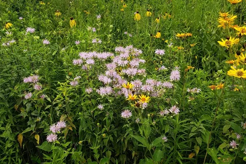Woodchuck Ridge - Jubilee College State Park
