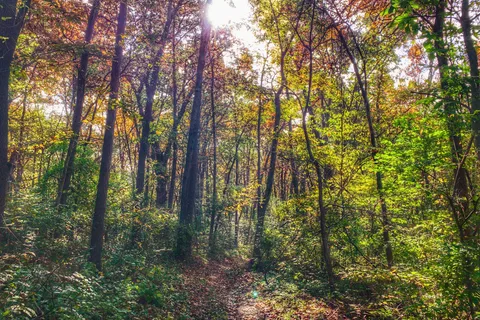 Woodchuck Ridge - Jubilee College State Park