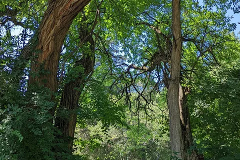 Woodchuck Ridge - Jubilee College State Park