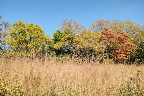 Woodchuck Ridge - Jubilee College State Park