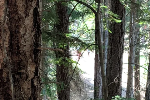 Karibu Park Cottages and Campground