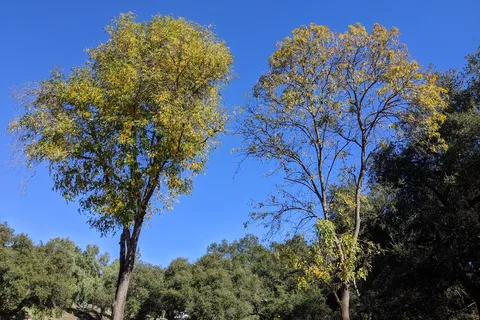 Ramona Oaks RV Resort