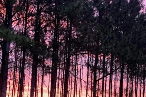 American Robin RV Park and Bird Sanctuary