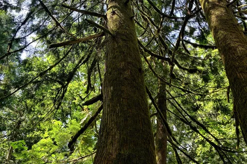 Delta Grove - Cultus Lake Provincial Park