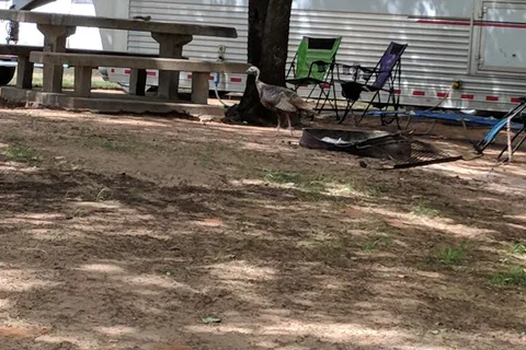 Deer Run Cove - Fort Cobb State Park