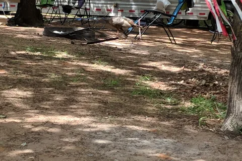Deer Run Cove - Fort Cobb State Park