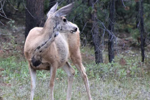 Indian Creek - Yellowstone National Park