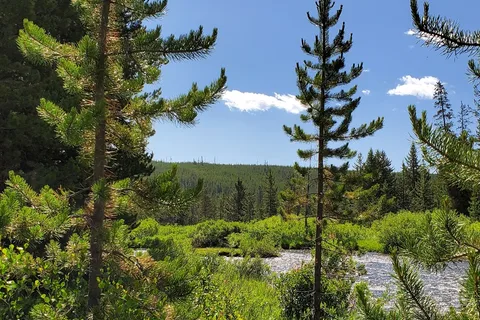Indian Creek - Yellowstone National Park