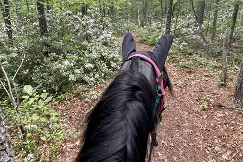 Iron Mountain Horse Camp