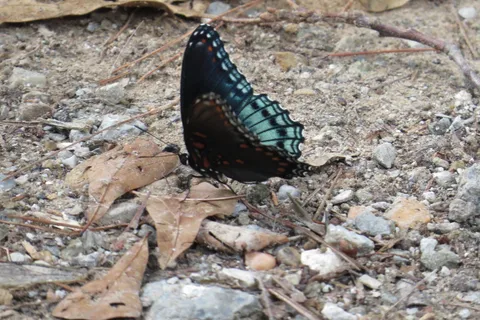 Beaver's Run RV Park and Fish Camp