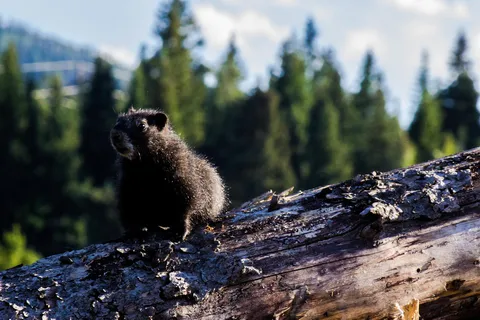 Yellowstone Park / Mountainside KOA Journey