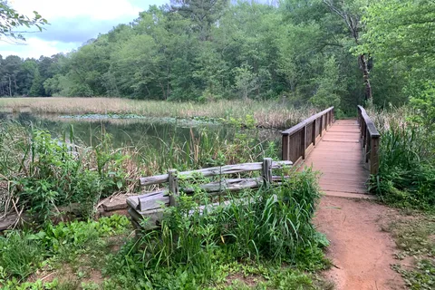 Big Pine - Tyler State Park