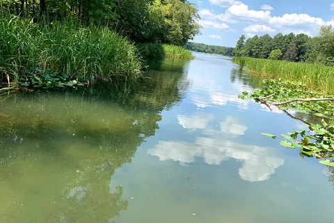 Big Pine - Tyler State Park