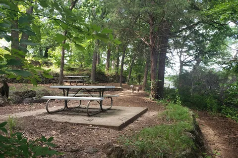 Big Pine - Tyler State Park