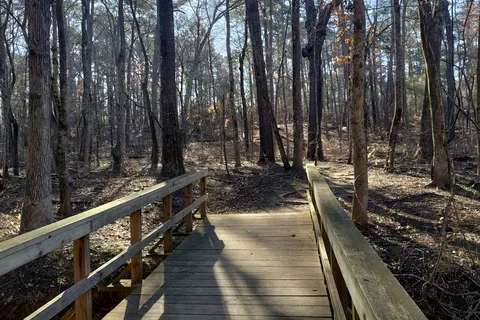 Big Pine - Tyler State Park