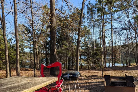 Big Pine - Tyler State Park
