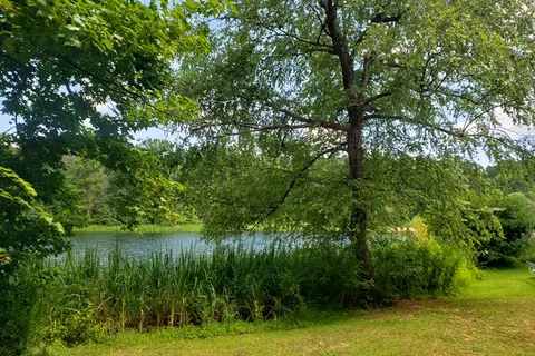 Big Pine - Tyler State Park
