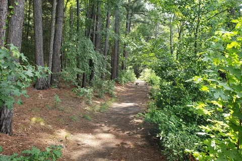 Big Pine - Tyler State Park