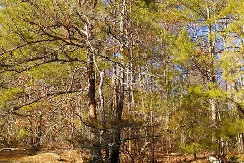 Ash Grove Mountain Cabins and Camping