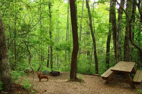 Ash Grove Mountain Cabins and Camping