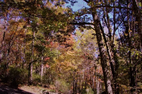 Ash Grove Mountain Cabins and Camping