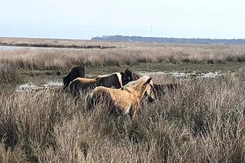 Cedar Island Ranch