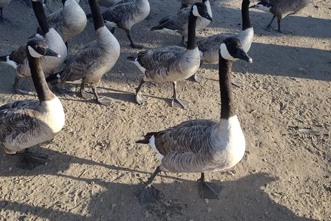 Pinto Lake RV Park
