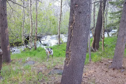 Alder Creek Campground
