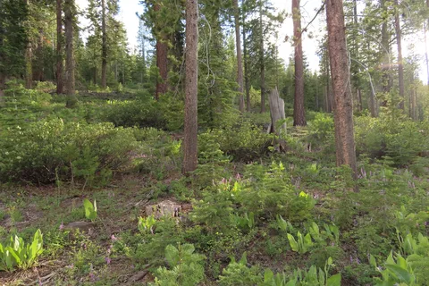 Alder Creek Campground