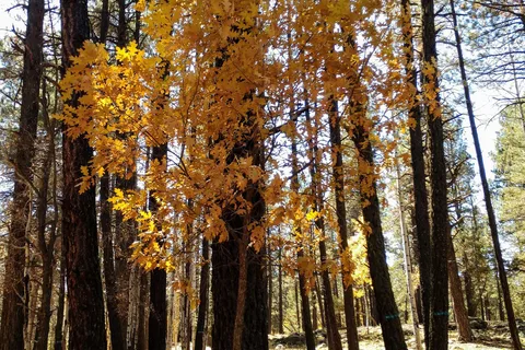 Hawley Lake Apache Indian Res