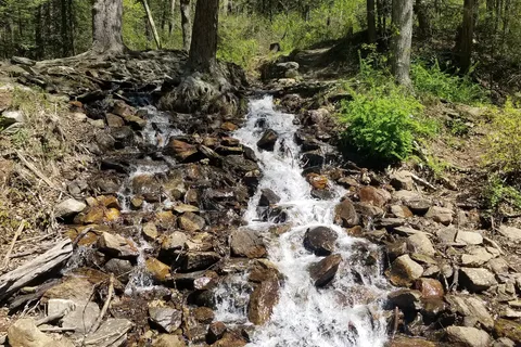 Chinquapin Hill - Caledonia State Park