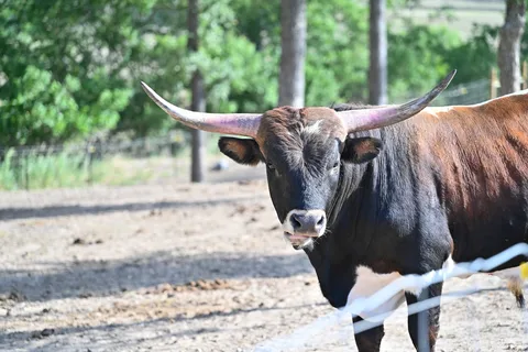 Texas Wine Country Jellystone Park Camp-Resort