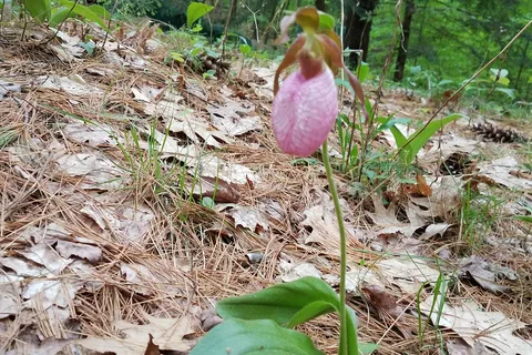 Partridge Hollow Campground